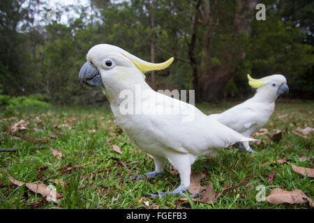 Teneur en soufre cacatoès soufré (Cacatua galerita), Royal National Park, NSW, Australie Banque D'Images