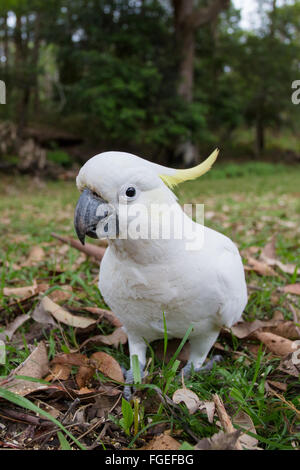 Teneur en soufre cacatoès soufré (Cacatua galerita), Royal National Park, NSW, Australie Banque D'Images