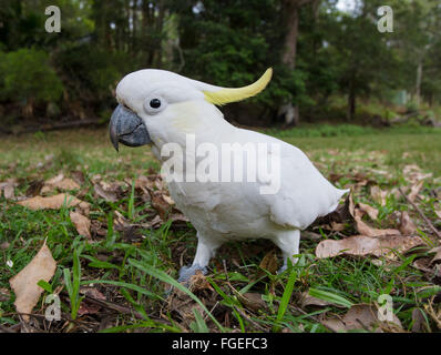 Teneur en soufre cacatoès soufré (Cacatua galerita), Royal National Park, NSW, Australie Banque D'Images