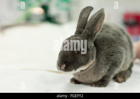 Lapin seul Banque D'Images