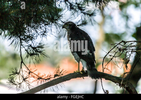 L'eurasien (ou du Nord) Sparrowhawk (Accipiter nisus), parc Råsta à Solna. Suède. Banque D'Images