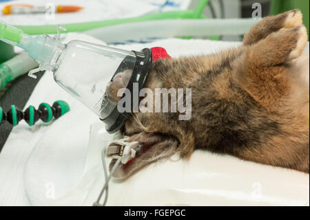 Au cours de la chirurgie des animaux Banque D'Images