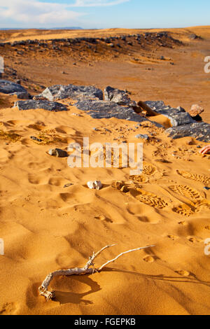 Vieux fossile dans le désert du Maroc et Sahara sky rock stone Banque D'Images