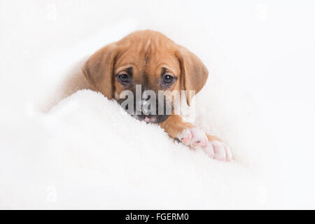 Boxer Labrador Retriever chiot de la couverture blanche Banque D'Images