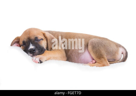 Boxer Labrador Retriever Chiot dormir sur fond blanc Banque D'Images