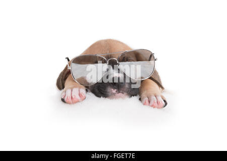 Boxer Labrador Retriever Puppy Dog avec des lunettes de soleil sur fond blanc Banque D'Images