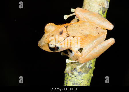 Pristimantis luscombei pluie (grenouille) d'une feuille dans la forêt tropicale, province de Pastaza, Equateur Banque D'Images