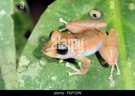 Pristimantis luscombei pluie (grenouille) d'une feuille dans la forêt tropicale, province de Pastaza, Equateur Banque D'Images