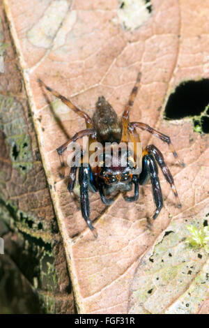 De la famille des thomisidae, province de Pastaza, l'Equateur, Banque D'Images