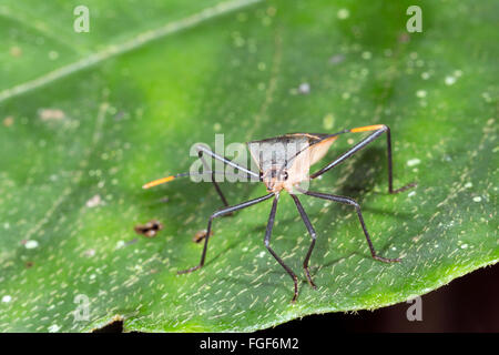 Bug Shield (Hemiptera, Coréidés) sur un arbre dans la province de Pastaza, Equateur Banque D'Images