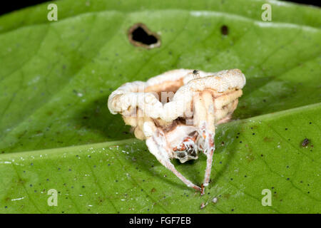 Champignon Cordyceps (Torrubiella sp.) infectant une araignée dans le sous-étage de la forêt tropicale, Pastaza province, l'Équateur Banque D'Images