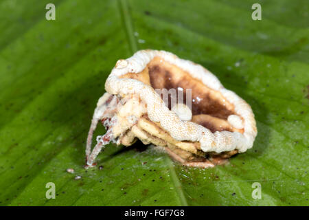 Champignon Cordyceps (Torrubiella sp.) infectant une araignée dans le sous-étage de la forêt tropicale, Pastaza province, l'Équateur Banque D'Images