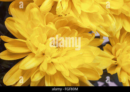 Close up présente le cœur de la fleur et de belles pétales de chrysanthèmes jaunes. Banque D'Images