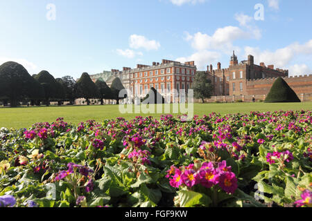 Hampton Court, SW London, England, UK. 19 février 2016. C'était un matin ensoleillé lumineux à Hampton Court dans le sud ouest de Londres. Dans les jardins du palais avec ciel bleu et nuages moelleux de nombreuses fleurs de printemps sont en fleurs comme ces primevères. Credit : Julia Gavin UK/Alamy Live News Banque D'Images