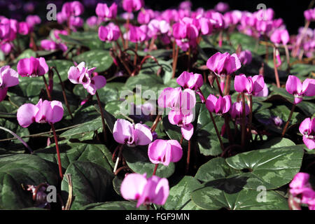 Hampton Court, SW London, England, UK. 19 février 2016. C'était un matin ensoleillé lumineux à Hampton Court dans le sud ouest de Londres. Dans les jardins du palais de nombreuses fleurs de printemps sont en fleurs comme ces cyclamens. Credit : Julia Gavin UK/Alamy Live News Banque D'Images