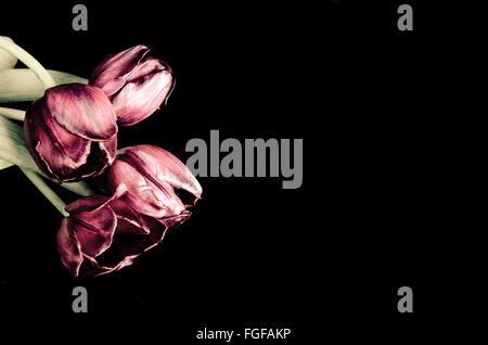 Tulipes séchées sur fond noir Banque D'Images