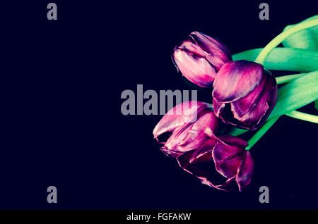 Tulipes séchées sur fond noir Banque D'Images