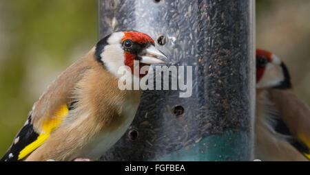 Les chardonnerets se nourrissant de graines de nyger Mainsriddle en jardin, près de RSPB Mersehead, Dumfries et Galloway, UK Banque D'Images