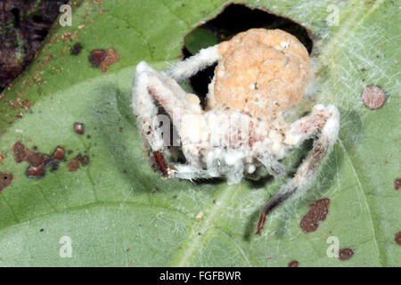 Champignon Cordyceps (Torrubiella sp.) infectant une araignée dans le sous-étage de la forêt tropicale, Pastaza province, l'Équateur Banque D'Images