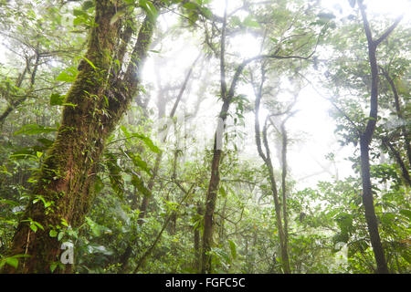 Forêt de nuage humide et brumeux à Cerro monument naturel Gaital, El Valle de Anton, Cordillère centrale, province de Cocle, République du Panama. Banque D'Images