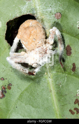 Champignon Cordyceps (Torrubiella sp.) infectant une araignée dans le sous-étage de la forêt tropicale, Pastaza province, l'Équateur Banque D'Images