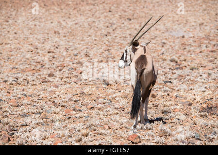 Vue arrière d'un oryx à sur la gauche dans le désert du Namib Banque D'Images