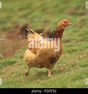 poulet Banque D'Images