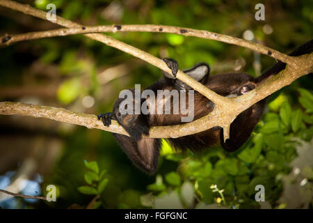 Singe Coiba Howler, Alouatta coibensis, dans la forêt tropicale du parc national de Coiba, océan Pacifique, République du Panama, Amérique centrale Banque D'Images