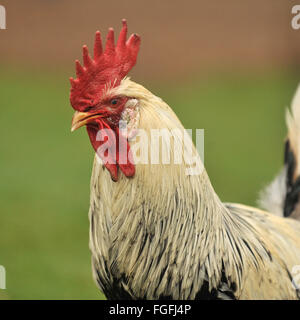 Coq bantam rooster Banque D'Images