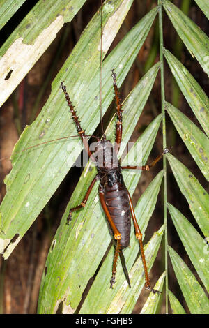 Le homard géant femelle katydid (Panoploscelis, specularis, famille Tettigoniidae) dans la forêt tropicale, Pastaza province, l'Équateur Banque D'Images