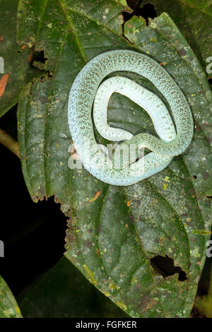 Deux rayures-pitviper forêt (Bothriopsis bilineata) un mineur sur une feuille dans la forêt tropicale, la province de Pastaza, Equateur Banque D'Images