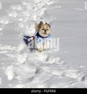 Petite Tzue ou Shih-Tzu Shih chien jouant dans la neige profonde en Ontario;Canada. Banque D'Images