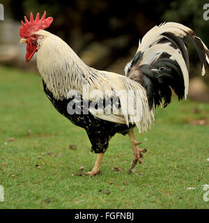 Coq bantam rooster Banque D'Images