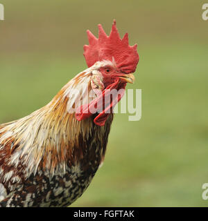 Coq bantam rooster Banque D'Images