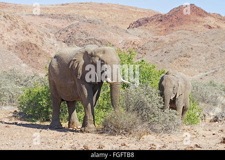 Le Damaraland éléphants adaptés au désert, se nourrissant de feuilles des arbustes Banque D'Images