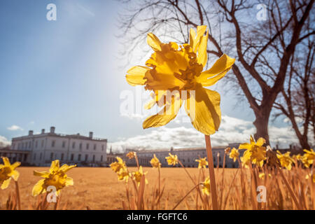 Londres, Royaume-Uni. 19 Février, 2016. Météo Royaume-uni : Fleurs de jonquilles fleurissent prématurément vu dans l'après-midi de soleil dans le parc de Greenwich. Photographié dans l'ensemble du spectre infrarouge couleur Crédit : Guy Josse/Alamy Live News Banque D'Images