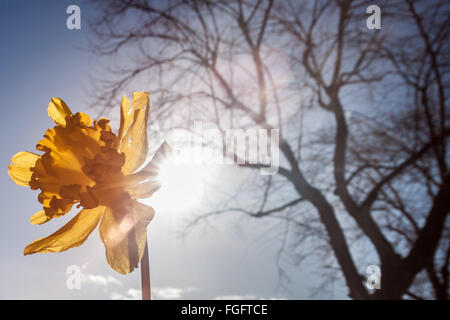 Londres, Royaume-Uni. 19 Février, 2016. Météo Royaume-uni : Fleurs de jonquilles fleurissent prématurément vu dans l'après-midi de soleil dans le parc de Greenwich. Photographié dans l'ensemble du spectre infrarouge couleur Crédit : Guy Josse/Alamy Live News Banque D'Images