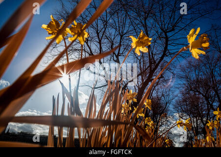 Londres, Royaume-Uni. 19 Février, 2016. Météo Royaume-uni : Fleurs de jonquilles fleurissent prématurément vu dans l'après-midi de soleil dans le parc de Greenwich. Photographié dans l'ensemble du spectre infrarouge couleur Crédit : Guy Josse/Alamy Live News Banque D'Images