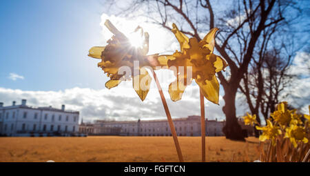 Londres, Royaume-Uni. 19 Février, 2016. Météo Royaume-uni : Fleurs de jonquilles fleurissent prématurément vu dans l'après-midi de soleil dans le parc de Greenwich. Photographié dans l'ensemble du spectre infrarouge couleur Crédit : Guy Josse/Alamy Live News Banque D'Images