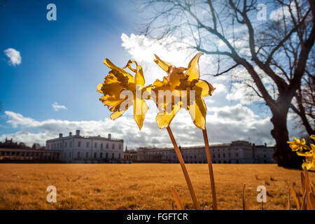 Londres, Royaume-Uni. 19 Février, 2016. Météo Royaume-uni : Fleurs de jonquilles fleurissent prématurément vu dans l'après-midi de soleil dans le parc de Greenwich. Photographié dans l'ensemble du spectre infrarouge couleur Crédit : Guy Josse/Alamy Live News Banque D'Images