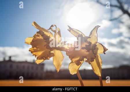 Londres, Royaume-Uni. 19 Février, 2016. Météo Royaume-uni : Fleurs de jonquilles fleurissent prématurément vu dans l'après-midi de soleil dans le parc de Greenwich. Photographié dans l'ensemble du spectre infrarouge couleur Crédit : Guy Josse/Alamy Live News Banque D'Images