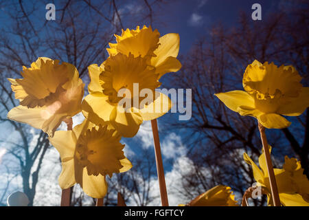 Londres, Royaume-Uni. 19 Février, 2016. Météo Royaume-uni : Fleurs de jonquilles fleurissent prématurément vu dans l'après-midi de soleil dans le parc de Greenwich. Photographié dans l'ensemble du spectre infrarouge couleur Crédit : Guy Josse/Alamy Live News Banque D'Images