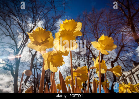 Londres, Royaume-Uni. 19 Février, 2016. Météo Royaume-uni : Fleurs de jonquilles fleurissent prématurément vu dans l'après-midi de soleil dans le parc de Greenwich. Photographié dans l'ensemble du spectre infrarouge couleur Crédit : Guy Josse/Alamy Live News Banque D'Images