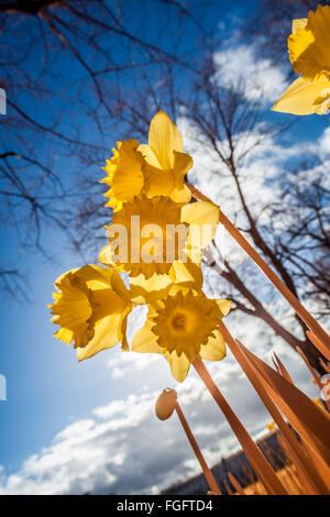 Londres, Royaume-Uni. 19 Février, 2016. Météo Royaume-uni : Fleurs de jonquilles fleurissent prématurément vu dans l'après-midi de soleil dans le parc de Greenwich. Photographié dans l'ensemble du spectre infrarouge couleur Crédit : Guy Josse/Alamy Live News Banque D'Images