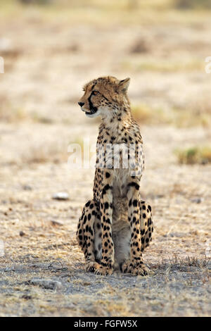 Jeune guépard vous reposant à l'ombre dans le parc national d'Etosha, Namibie. Profondeur de champ avec place pour le texte. Banque D'Images