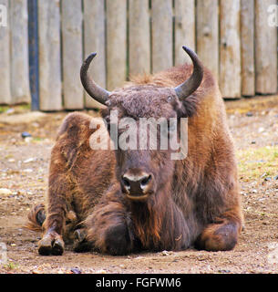 Pose de l'Aurochs au sol à l'avant Banque D'Images