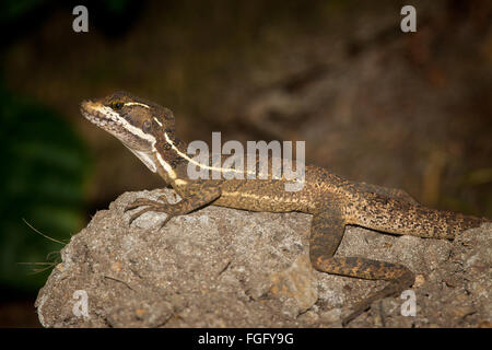 Basilic commun (Jésus Christ Lizard) dans le parc national de Coiba, Panama, l'océan Pacifique. Banque D'Images