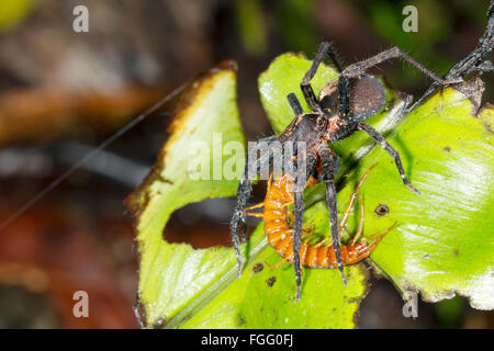 Une grande araignée errant (famille Ctenidae) se nourrissant d'un mille-pattes dans le sous-étage de la forêt tropicale, Pastaza province, l'Équateur Banque D'Images