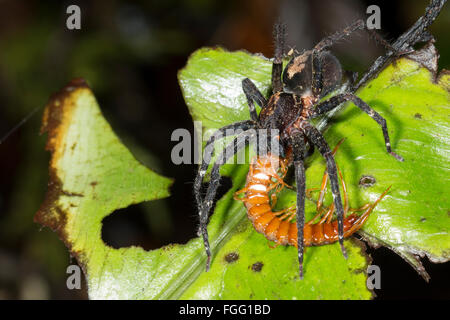 Une grande araignée errant (famille Ctenidae) se nourrissant d'un mille-pattes dans le sous-étage de la forêt tropicale, Pastaza province, l'Équateur Banque D'Images