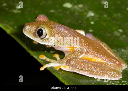 Amazon grenouille feuille (Agalychnis hulli) sur une feuille dans la forêt tropicale, province de Pastaza, Equateur Banque D'Images